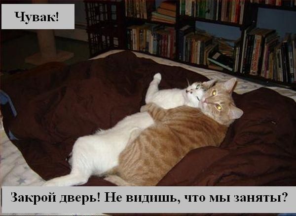 kotiki_03.jpg