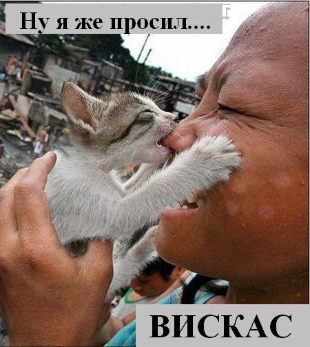 kotiki_06.jpg