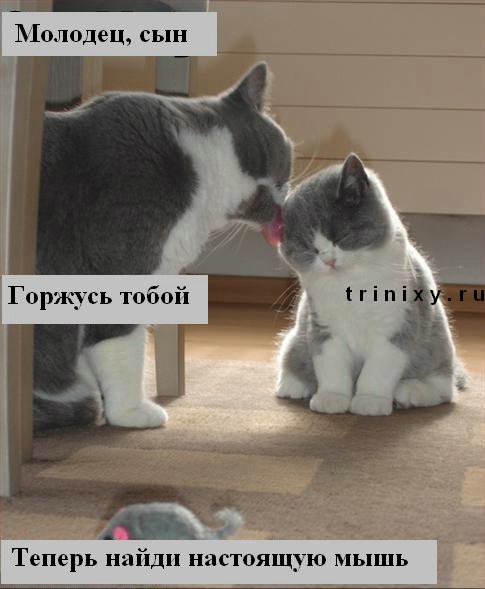 funny_cats_36.jpg