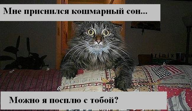 funny_cats_37.jpg