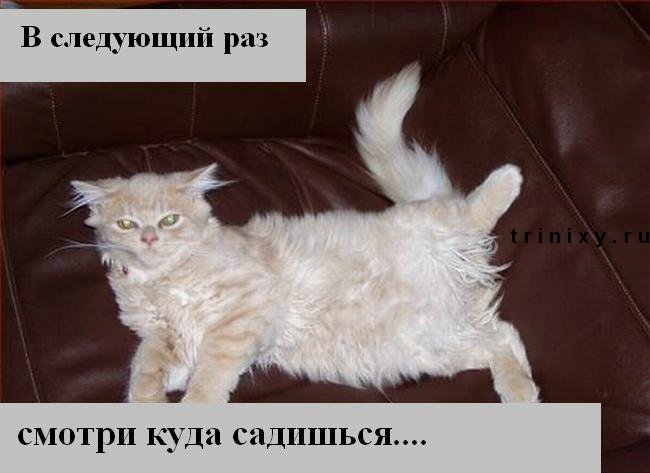 funny_cats_40.jpg