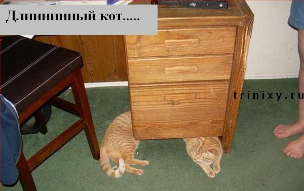 funny_cats_32.jpg