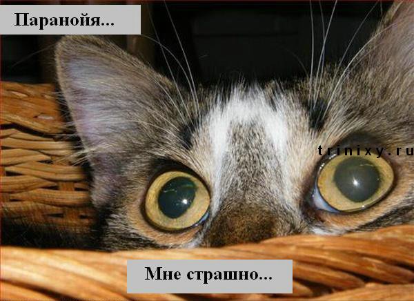 funny_cats_33.jpg
