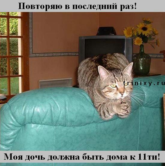 funny_cats_35.jpg