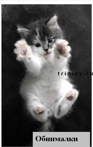 funny_cats_29.jpg