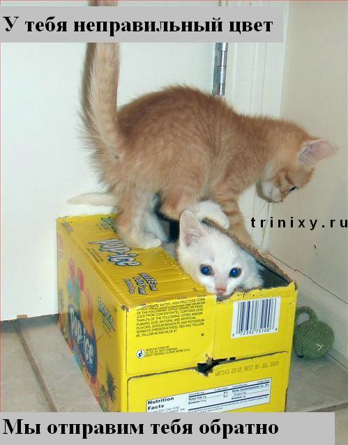 funny_cats_31.jpg