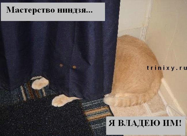 funny_cats_23.jpg