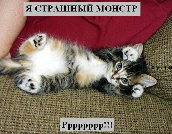 funny_cats_24.jpg