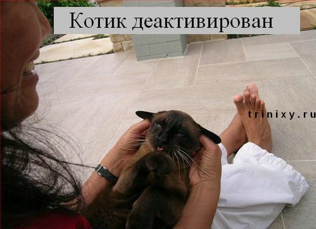 funny_cats_28.jpg