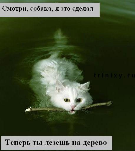 funny_cats_19.jpg