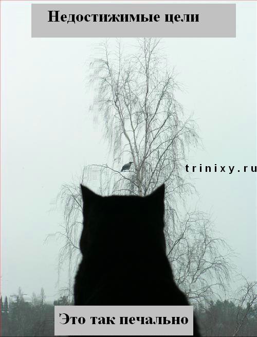 funny_cats_21.jpg