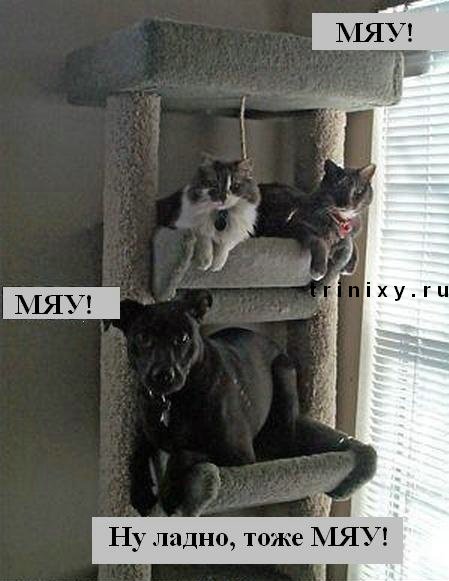funny_cats_22.jpg