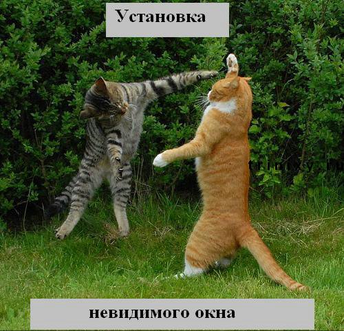 funny_cats_16.jpg