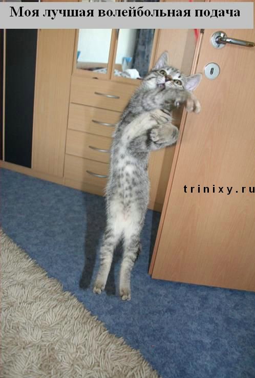 funny_cats_17.jpg