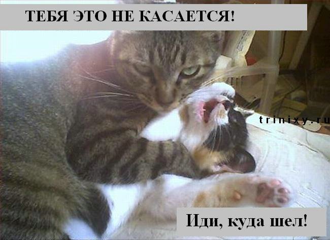 funny_cats_18.jpg
