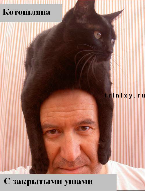 funny_cats_13.jpg
