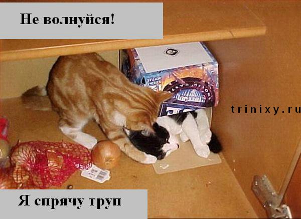 funny_cats_14.jpg