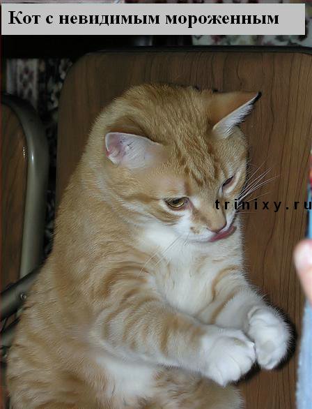 funny_cats_15.jpg