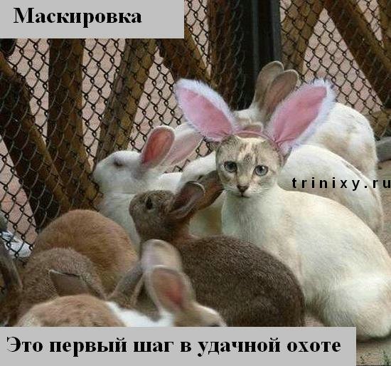 funny_cats_11.jpg