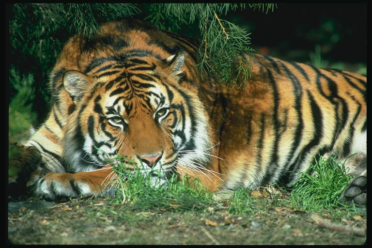 foto_tiger_lion_01.jpg