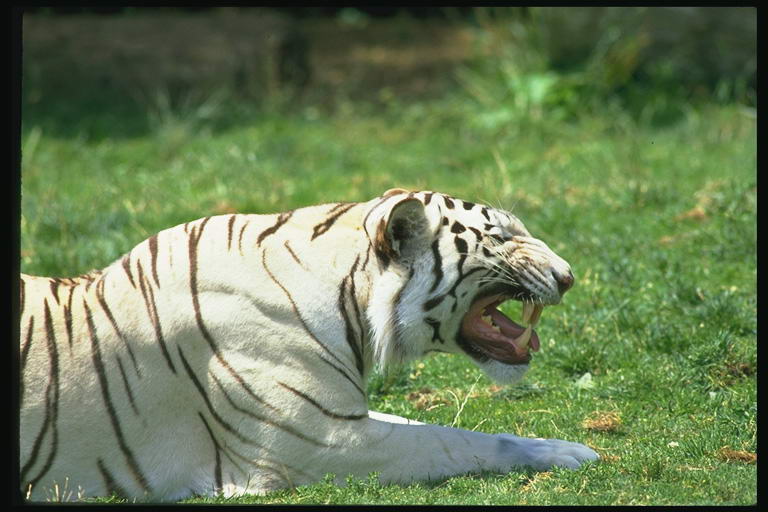 foto_tiger_lion_05.jpg