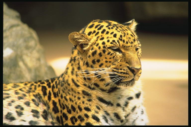 foto_tiger_lion_09.jpg