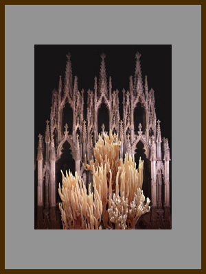 Готика - Гриб рогатик.jpg