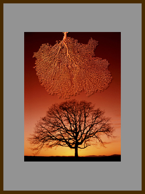 Дерево и коралл.jpg