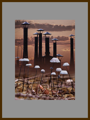 Грибы под крышей.jpg