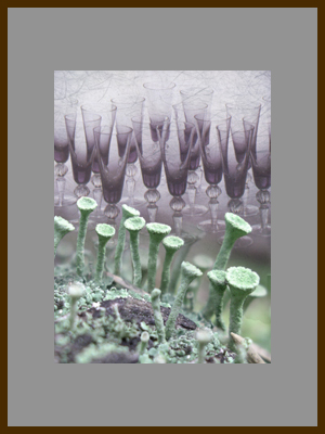 Рюмочки - Лишайник кладония.jpg