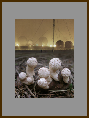 Сферы 2 - Грибы дождевики.jpg