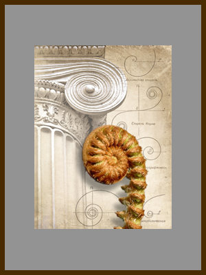 Вечные спирали 1 - Молодой лист папоротника.jpg