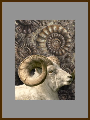 Вечные спирали 2 - Амон и аммониты.jpg