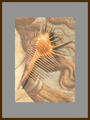 Гребень Венеры - Моллюск Мурекс.jpg