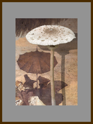 Гриб зонтик.jpg