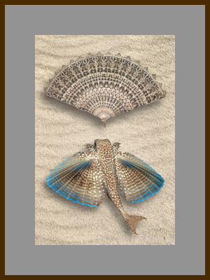 Рыба и веер 1.jpg