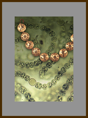 Бусы - Одноклеточная водоросль носток.jpg