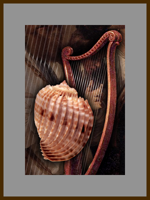 Две арфы - Моллюск императорская арфа.jpg