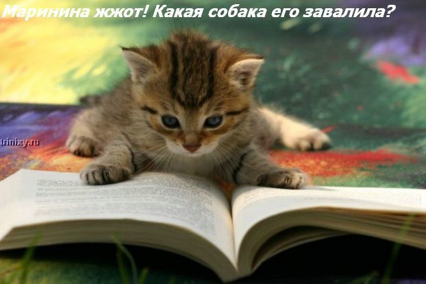 kotofej_06.jpg