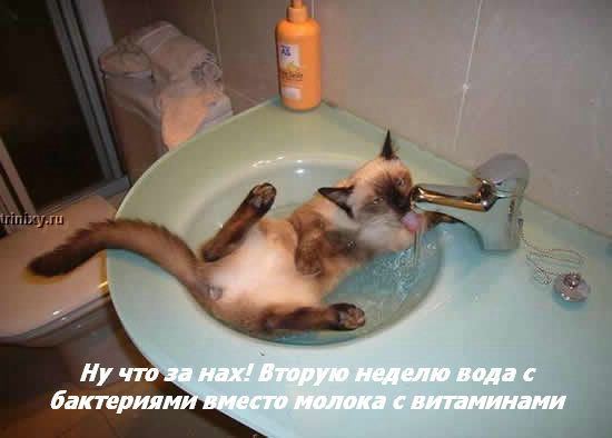 kotofej_10.jpg