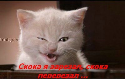 kotofej_11.jpg