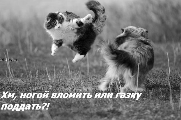 kotofej_12.jpg