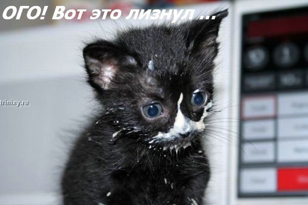 kotofej_14.jpg