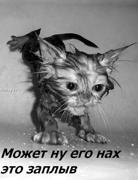 kotofej_15.jpg