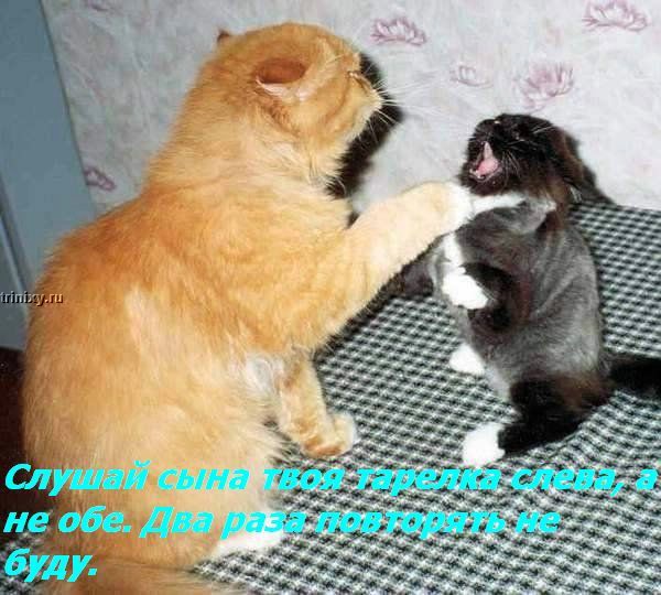 kotofej_16.jpg