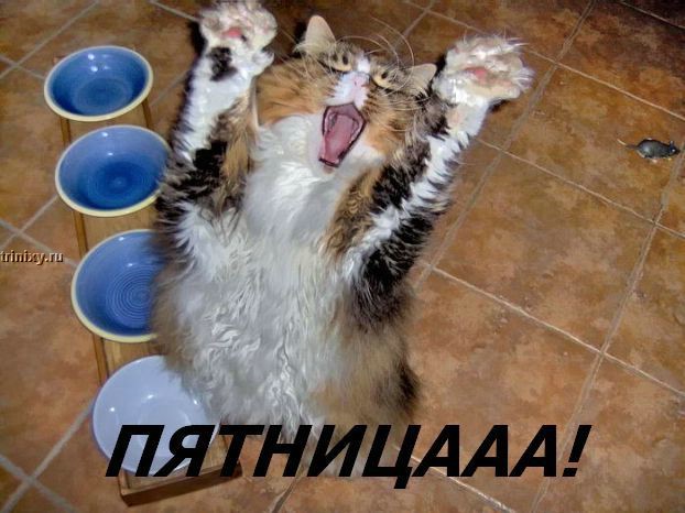 kotofej_18.jpg
