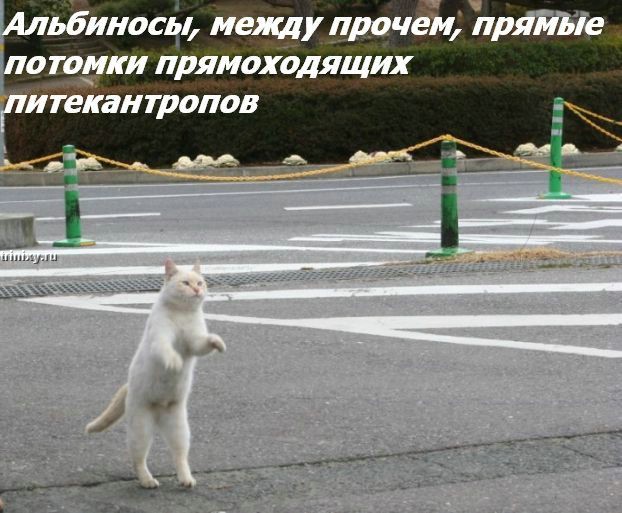 kotofej_19.jpg