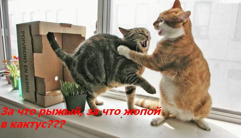 kotofej_20.jpg