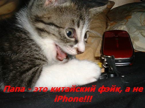 kotofej_24.jpg