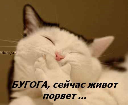 kotofej_25.jpg